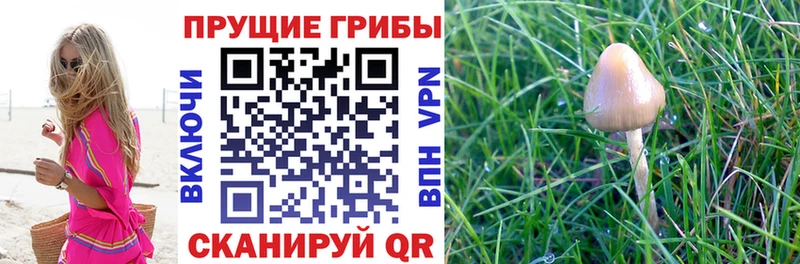 наркотики  нарко площадка наркотические препараты  Псилоцибиновые грибы ЛСД  Курчатов  ОМГ ОМГ ТОР 